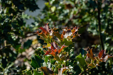Christmas holly bush ilex aquifolium. Blurred background. Close-up. Public landscape park 