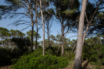 Fototapeta na wymiar Mondragó Natural Park, municipality of Santanyí, Mallorca, Balearic Islands, Spain