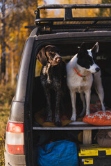 two cute adorable pet dogs are standing in the trunk of a car travel and recreation concept