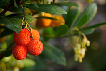 Ein Erdbeerbaum mit Früchten und Blüten