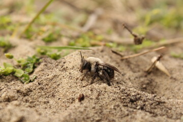 a grey-backed mining bee sits in the sand closeup in a forest
