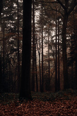 Fototapeta premium Foggy Forrest 