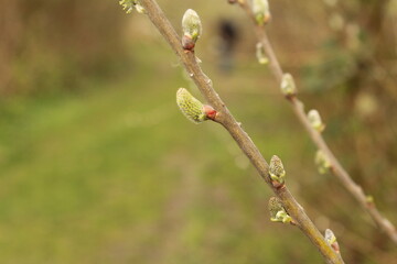 a branch with little willow catkins closeup and a green background in the forest in winter