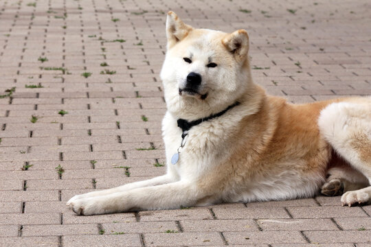 Outdoor close up portrait of an japanese akita inu dog