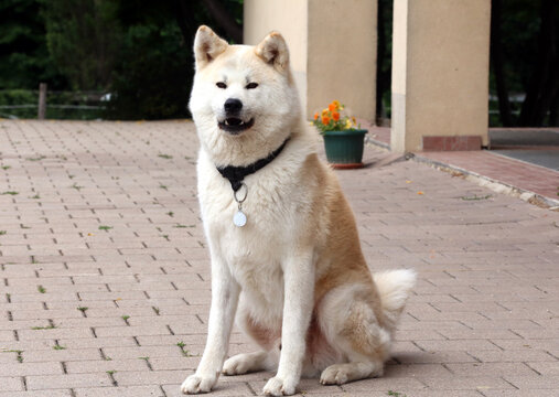 Outdoor close up portrait of an japanese akita inu dog