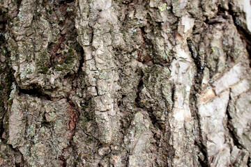 Texture of the bark of a large tree close up
