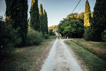Old dirt road to the farm with tall green conifers, trees on a sunny summer day