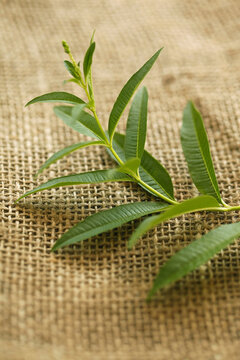 A sprig of fresh lemon verbena