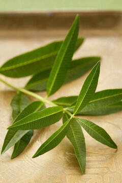 Lemon verbena spring