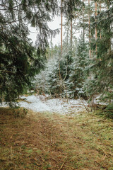 Lightly snowy forest with a Christmas tree