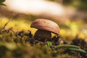Rounded Mushroom Top on Fungus