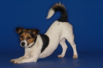Jack Russell Terrier Stretching