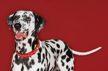 Closeup Of Dalmatian Looking Up With Mouth Open