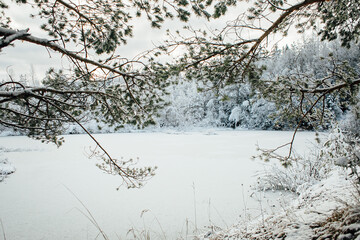 snow covered trees