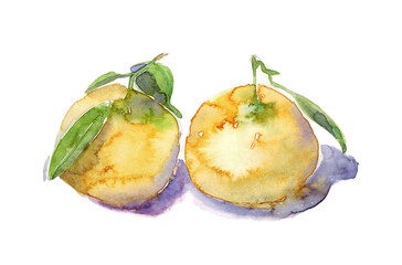 Watercolor hand drawn sketch illustration of two tangerines with shadow isolated on white