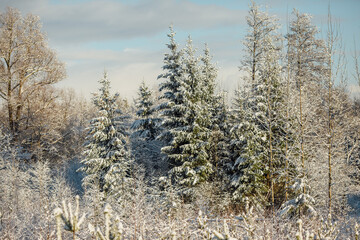 
snowy trees in the forest on a sunny winter day