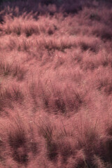 핑크뮬리 pink muhly