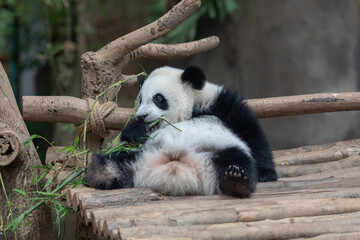 Fototapeta premium Panda baby Bear eating bamboo. Kuala Lumpur. Malaysia.