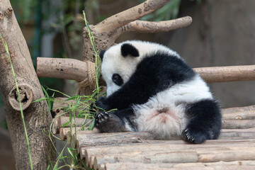 Panda baby Bear eating bamboo. Kuala Lumpur. Malaysia..