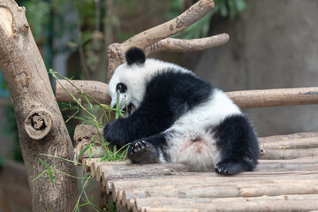 Panda baby Bear eating bamboo. Kuala Lumpur. Malaysia.