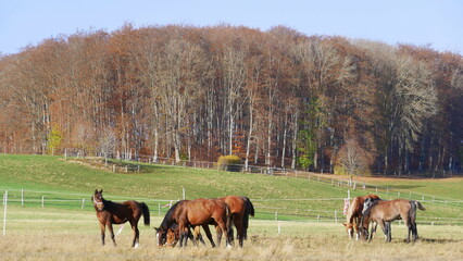 Pferde des Fohlenhofs St. Johann auf der Weide © turtles2
