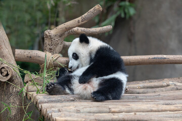 Panda baby Bear eating bamboo. Kuala Lumpur. Malaysia..