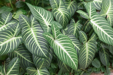Green leaves with sunlight as a background in the forest (Syngonium podophyllum, Tricolor Nephthytis,Araceae, xanthosoma), Ecological Concept. close up