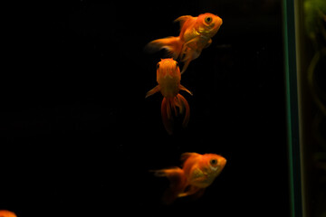 goldfish isolated on black background. Beautiful aquarium fish