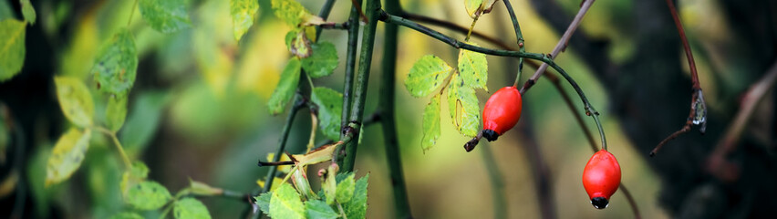 Autumnal garden and forest, colorful foliage, green and yellow leaves, selective focus, shallow depth of field, modern seasonal concept for a header, banner, slider.