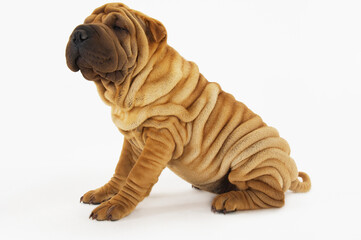 Side View Of Sharpei Sitting On White Background