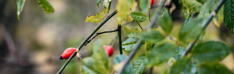 Autumnal garden and forest, colorful foliage, green and yellow leaves, selective focus, shallow depth of field, modern seasonal concept for a header, banner, slider.