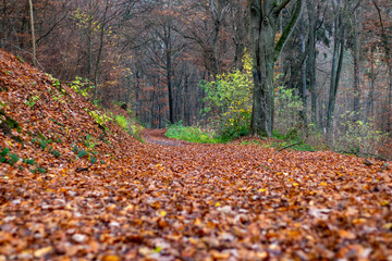 Walkthrough the forest in autumn, Neuwied, Germany