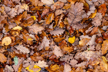 Walkthrough the forest in autumn, Neuwied, Germany