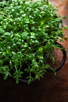 Garden cress (Lepidium sativum)