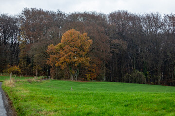 Fototapeta premium Walkthrough the forest in autumn, Neuwied, Germany