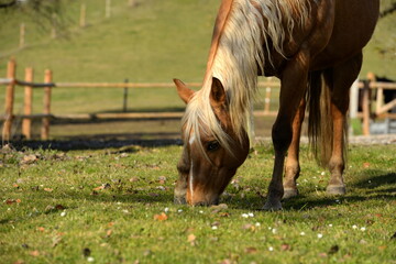 Wunderschönes palomino Pferd im herbstlichen Garten