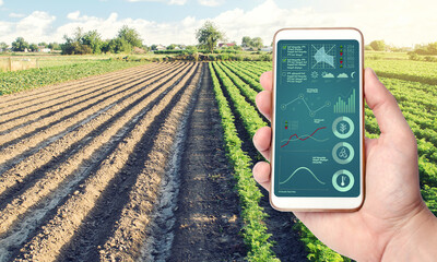 Phone with infographics on the background of a farm field plantation. Process of crop maturation,...