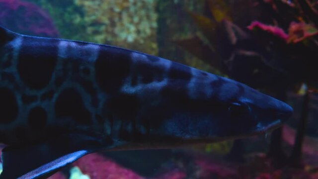 Close up of leopard shark swimming by. 