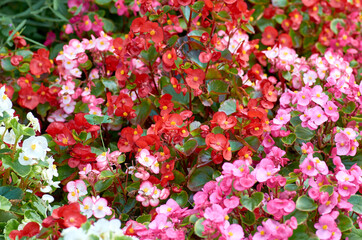 red and white flowers