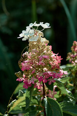 flower in the garden