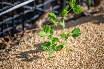 エンドウマメの発芽