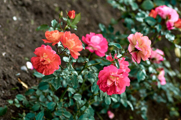 pink flowers in garden