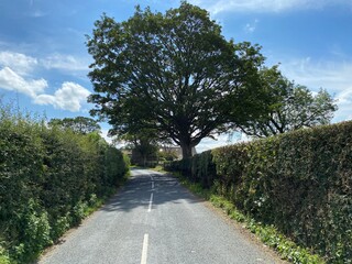 Fototapeta na wymiar Looking along, Gledstone Road, with high hedgerows, a large old tree, and a farmhouse in, Martins Both, Skipton, UK