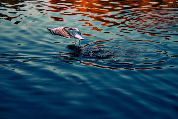 Seagulls on the water. Birds swim on the sea.