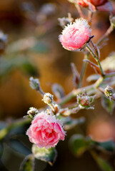Hoarfrost on pink roses