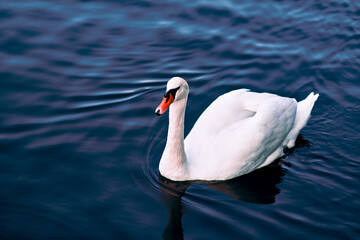 White swan on the water. The bird swims in the water.