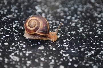 a grape snail crawling on a glossy surface