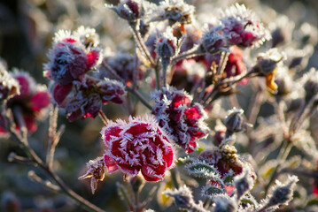 Hoarfrost on red roses
