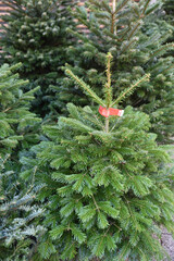 Sapins de Noël à la vente