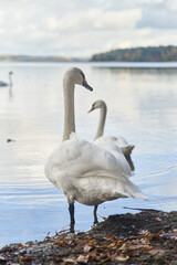 White swans swim in the lake. Kaliningrad region.